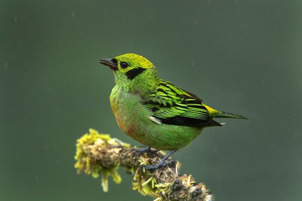 Jaynes Gallery 아티스트의 Costa Rica-Emerald tanager bird close-up작품입니다.